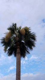 Low angle view of palm tree against sky