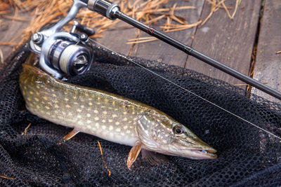 Close-up of fish