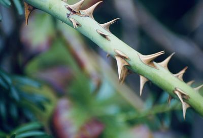 Close-up of a spiky plant