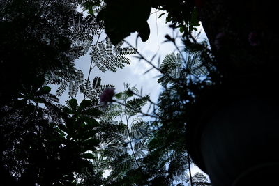 Low angle view of silhouette trees against sky
