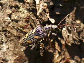 Close-up of insect against blurred background