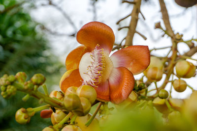 Close-up of flowering plant