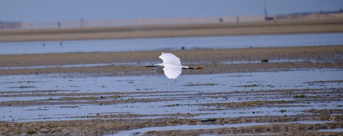 Seagull flying over land
