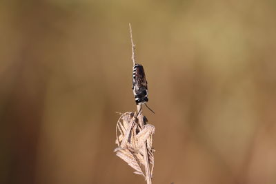 Close-up of insect on leaf