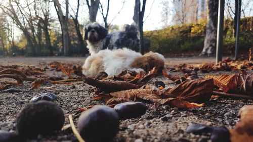 Dog resting on a field