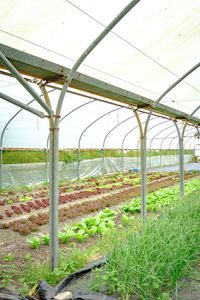 greenhouse