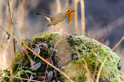 Bird perching on a plant