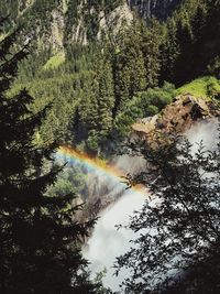 Scenic view of river amidst trees in forest