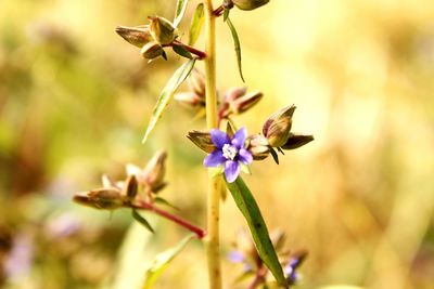 Close-up of honey bee on flower