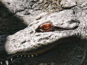 Close-up of lizard on rock