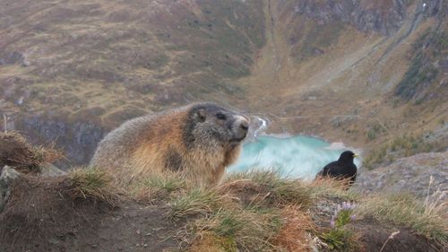 Sheep on mountain