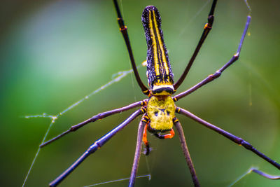 Close-up of a spider on web