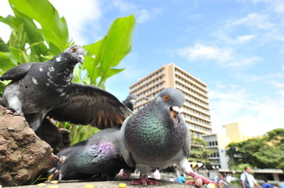 Birds perching on a rock