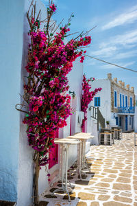 Pink flowering plant by building against sky