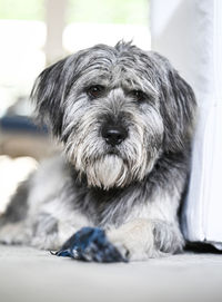 Close-up portrait of dog at home