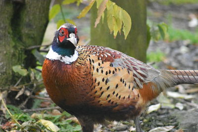 Close-up of bird perching on a field