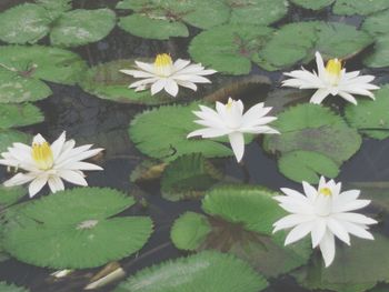 Lotus water lily in pond