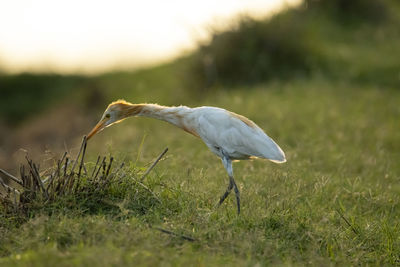 Side view of a bird on grass