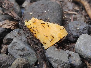 Close-up of dry leaf on rock