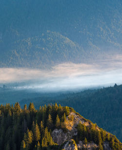 Scenic view of trees on mountain against sky