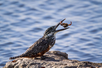 Bird perching on rock