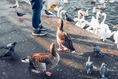 Bird market on lake alster in hamburg.  swans, wild ducks and seagulls