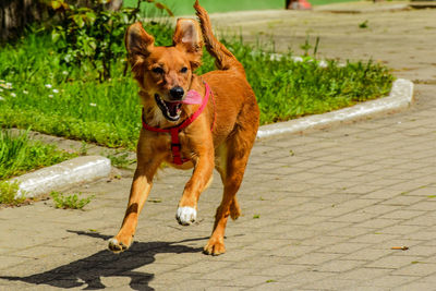 Portrait of dog running on footpath