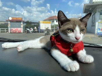 Close-up portrait of a cat