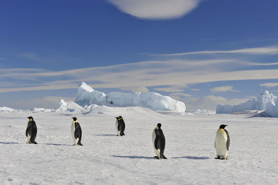 View of birds on snow covered mountain against sky