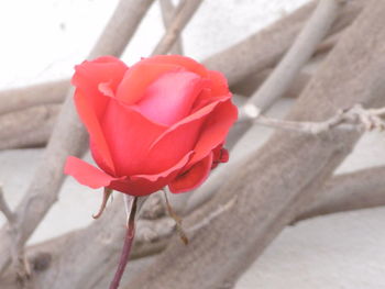 Close-up of pink flower