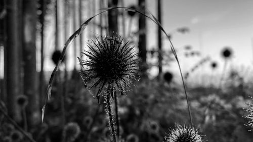 Close-up of wilted plant on field