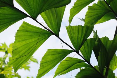 Low angle view of green leaves