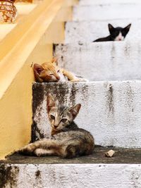 Cats sitting against wall