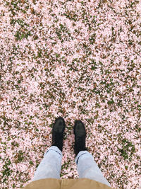 Low section of person standing on pink cherry blossom