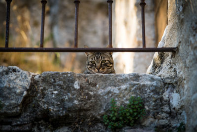 Close-up of a cat on rock