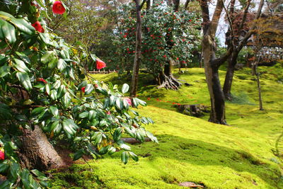 Trees in park