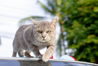 Portrait of cat looking at camera