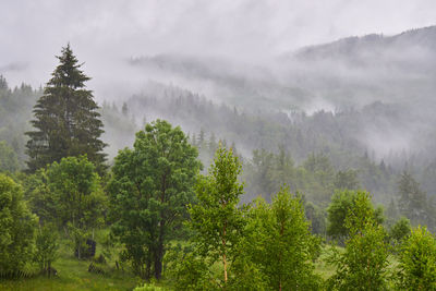 Trees in forest against sky