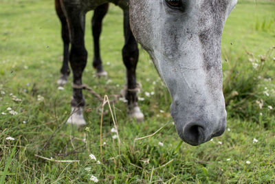 Horse grazing on field