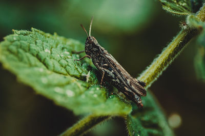 Close-up of grasshopper on leaf