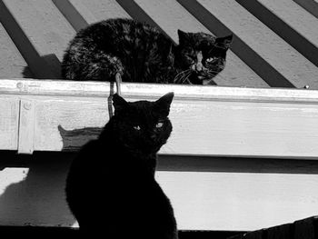 Portrait of black cat sitting on floor