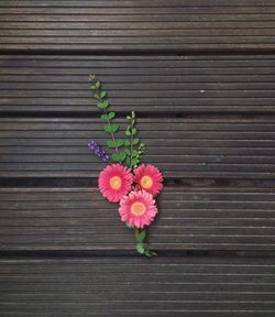 Close-up of pink flowers against wooden wall