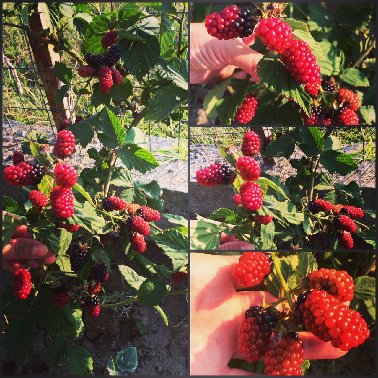 freshness, red, flower, fruit, food and drink, growth, plant, strawberry, food, healthy eating, berry fruit, nature, beauty in nature, pink color, leaf, berry, abundance, fragility, close-up, indoors