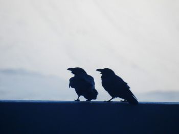 Silhouette birds perching on ground against sky