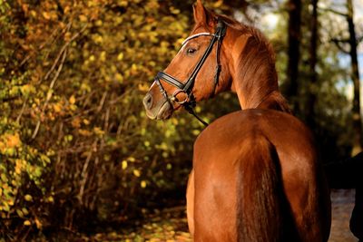 Horse on tree