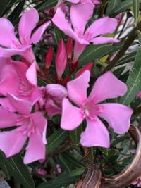 High angle view of pink flowering plant