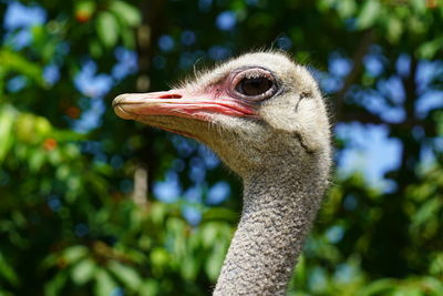 Close-up portrait of a bird