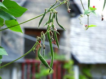 Close-up of lizard on plant