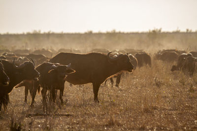 Horses in a field