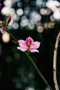 Close-up of pink flower